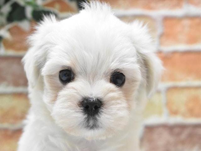 埼玉県のマルチーズ (ペッツワン本庄早稲田店/2024年3月3日生まれ/男の子/ホワイト)の子犬